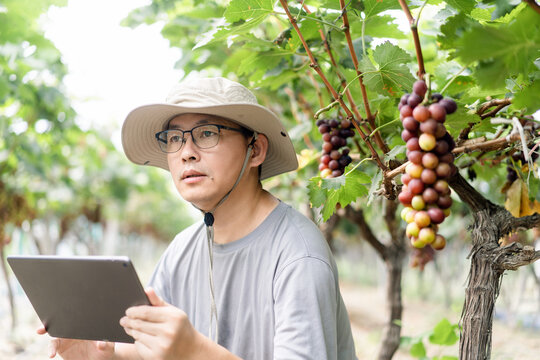 man is working in the vineyard