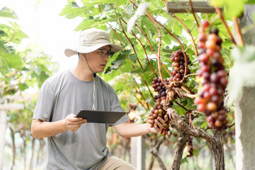 man is working in the vineyard