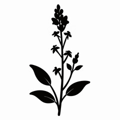 toadflax flower silhouette  vector on white-background