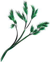 Fresh dill herb sprig with leaves vector illustration