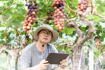 man is working in the vineyard