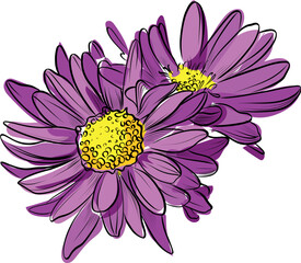 Purple chrysanthemums bouquet hand drawn illustration