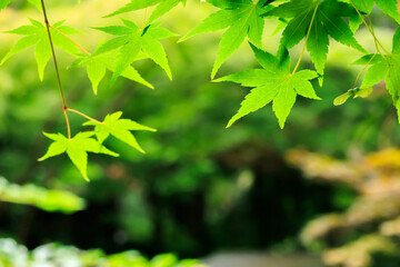 Fototapeta premium 青々とした夏のカエデ