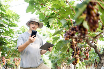 man is working in the vineyard