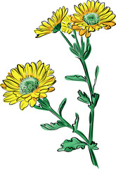 Fototapeta premium Yellow chrysanthemum bouquet autumn flower illustration