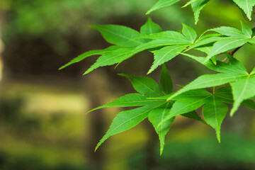青々とした夏のカエデ