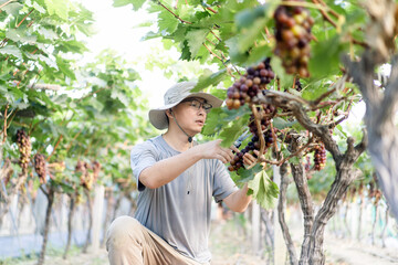 man is working in the vineyard