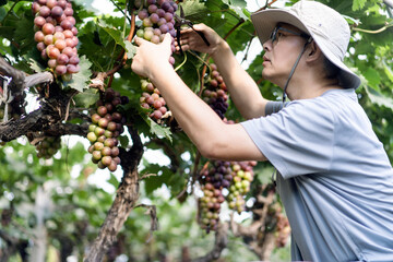 man is working in the vineyard