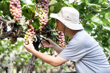 man is working in the vineyard