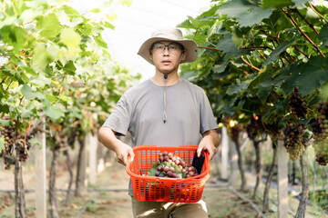 man is working in the vineyard