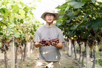 man is working in the vineyard