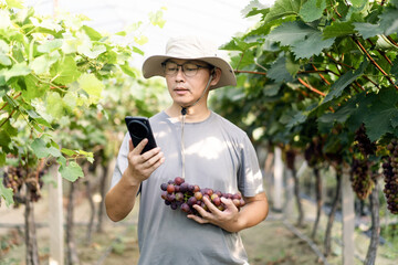 man is working in the vineyard