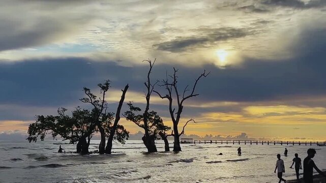 Dancing mangrove tree growing in the middle of the sea near the beach shore. Sunset View. Beautiful vertical view. North Mollucas, Ternate, Indonesia