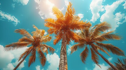 Palms against a bright, sunny, partly cloudy sky. View looks upwards