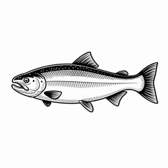 Realistic Fish Illustration Detailed Salmon Vector Drawing for Fishing and Nature Themes