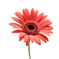 A single red gerbera daisy isolated on transparent background