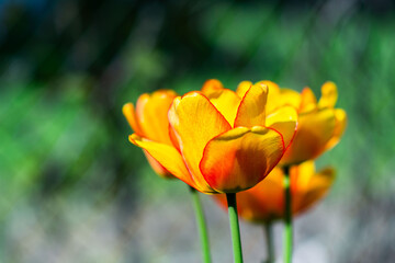 Tulips