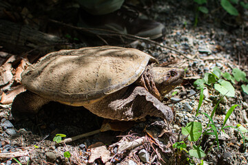 Snapping Turtle