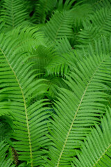 Fototapeta premium Beautiful background made with young green fern leaves