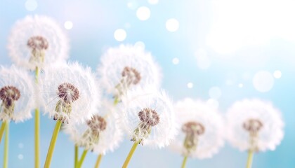 Obraz premium Delicate dandelions in soft light