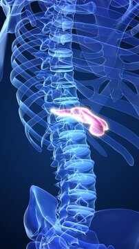 Human pancreatitis discomfort medical concept