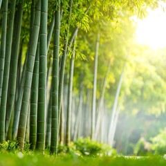Lush bamboo grove bathed in sunlight
