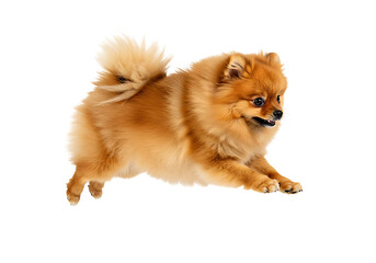 Obraz premium Energetic Pomeranian dog mid-leap capturing pure joy and playful motion, perfect for pet-themed projects and advertising.