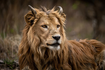 Fototapeta premium Majestic lion rests in its natural habitat during the golden hour with a captivating gaze