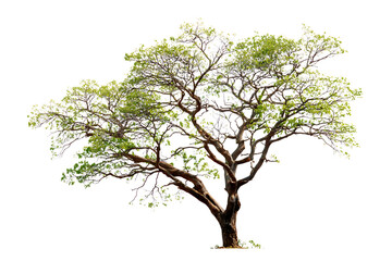 Obraz premium Lush green tree isolated on black