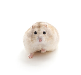 White little hamster.