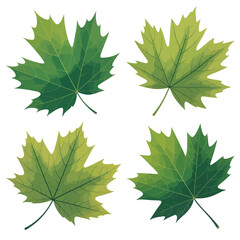 Four green maple leaves isolated on white background