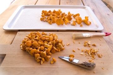cleaning fresh chanterelles with a knife and brush