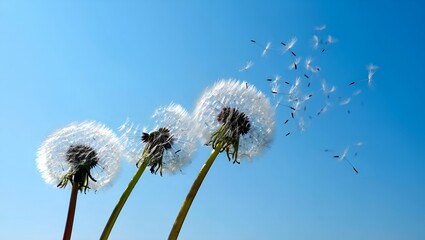 dandelion against blue sky