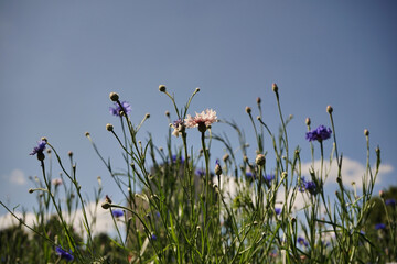 kwietna łąka,chabry © Marcin Łazarczyk