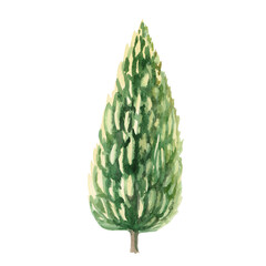 Autumn thuja in yellow-green tones. Isolated watercolor illustration for the design of garden center brochures, apartment interior, seasonal restaurant menu, printing on postcards.