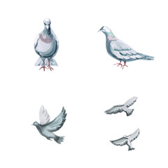 Set of gray pigeons in different angles. Isolated watercolor illustration of birds for decorating urban projects as an addition, printing on posters and postcards.