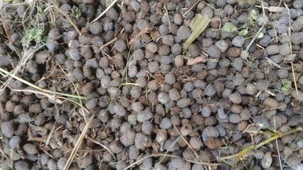 Pile of dry goat or sheep droppings, a natural organic fertilizer. Close-up on manure pellets.