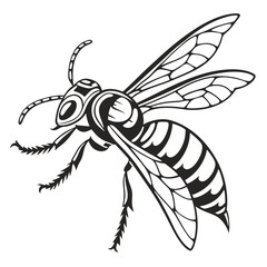 Detailed Line Art Depiction of a Wasp Showing Intricate Wing Veins and Segmented Abdomen in Black and White