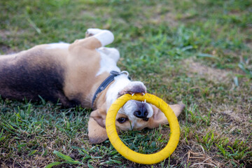 Adorable beagle playing with a yellow ring toy in a sunny grassy field during a joyful afternoon
