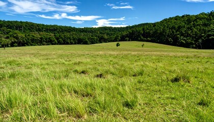 Obraz premium Lush grassland under a clear sky