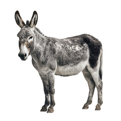 Fototapeta premium Grey donkey standing against black background