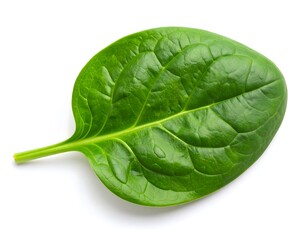 green leaf isolated on white