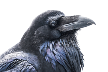Majestic Raven Close-Up