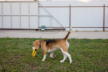 Beagle joyfully playing with a yellow frisbee in a sunny backyard setting during a warm afternoon