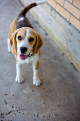 Playful beagle enjoys a sunny day exploring the outdoor patio of a cozy home
