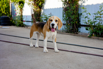 Beagle joyfully exploring a sunny backyard with vibrant greenery in the background