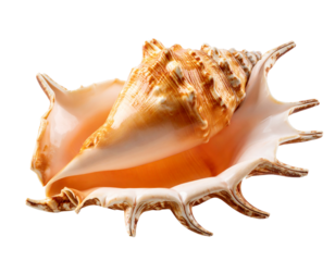 A pristine conch shell, perfect for nautical decor, isolated on a clean white background.