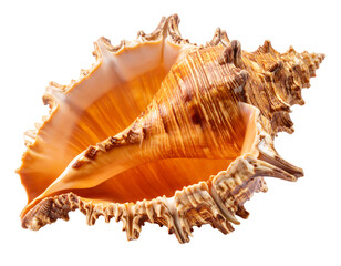 Fototapeta premium A light-colored conch shell, showcasing its intricate texture, isolated on a white background.