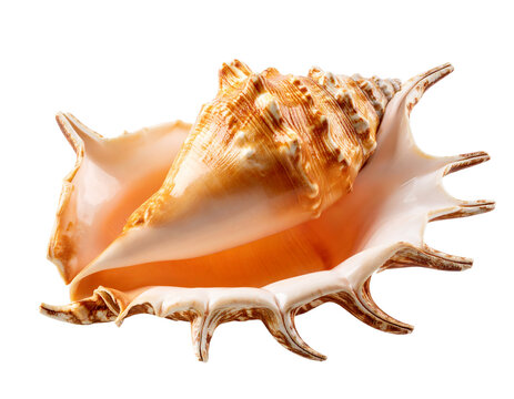 A pristine conch shell, perfect for nautical decor, isolated on a clean white background.