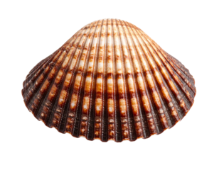 A single limpet shell, simple and natural, isolated on a clean white background.